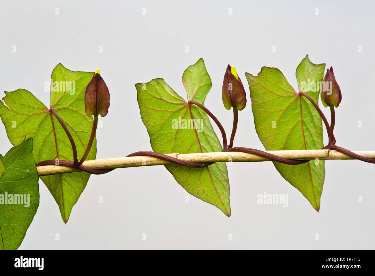 Bellbine, Hedge centinodia, Hedge false centinodia, Lady's-drink prima di andare a dormire, Rutland bellezza, maggiore centinodia (Calystegia sepium, Convolvulus sepium), germogliano con boccioli, in Germania, in Baviera Foto Stock
