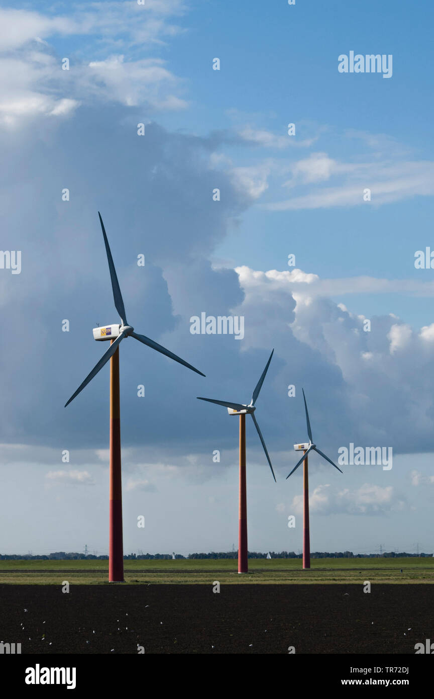 Le turbine eoliche in piedi in polder sotto il buio cielo velato, Paesi Bassi, Flevoland, Flevopolder Foto Stock