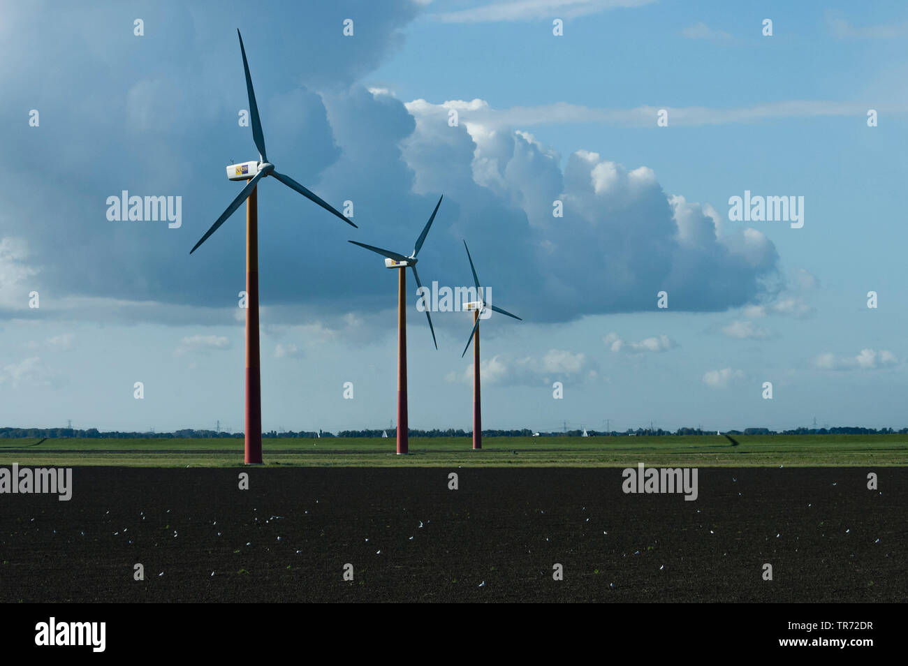 Le turbine eoliche in piedi in polder sotto il buio cielo velato, Paesi Bassi, Flevoland, Flevopolder Foto Stock