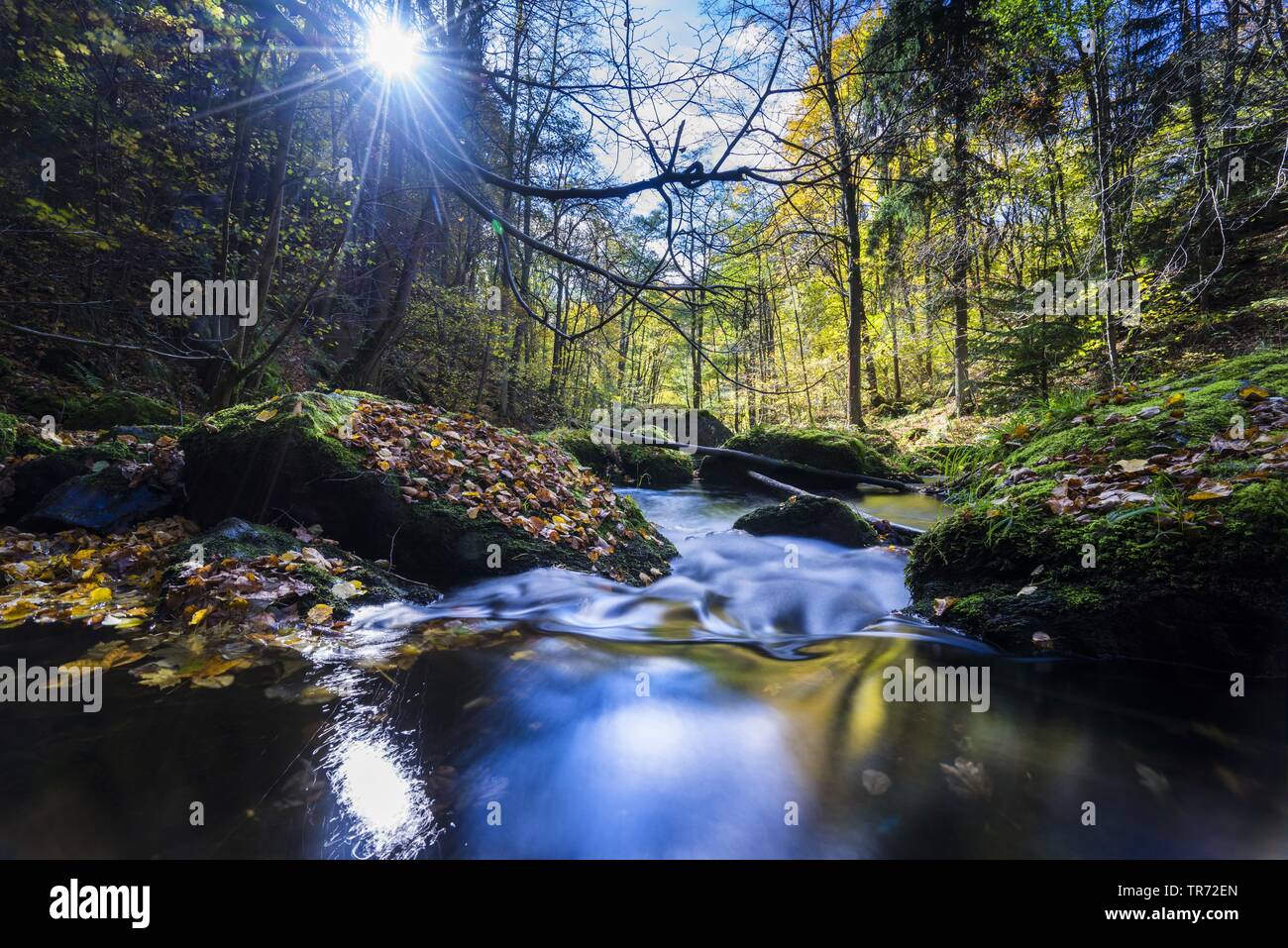 Fiume nella foresta autunnale, in Germania, in Sassonia, Vogtlaendische Schweiz, Triebtal Foto Stock