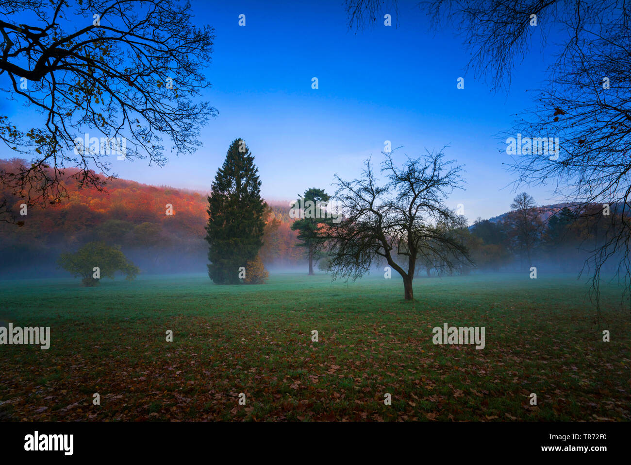 Autunnale di prato con terra della nebbia, in Germania, in Sassonia, Jocketa Foto Stock