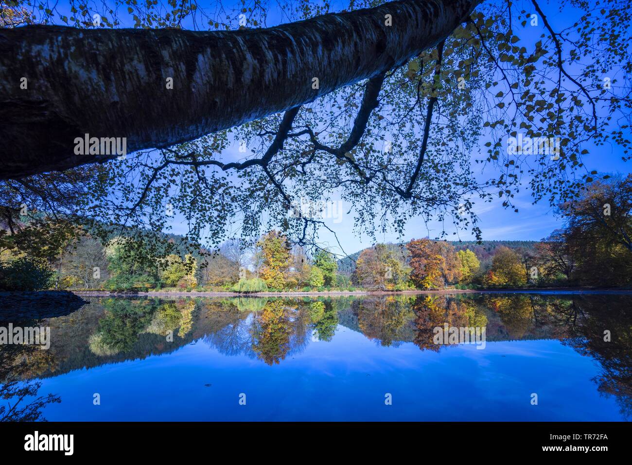 In autunno il mirroring del paesaggio sulla superficie dell'acqua, Germania, Thueringen, Greiz Foto Stock