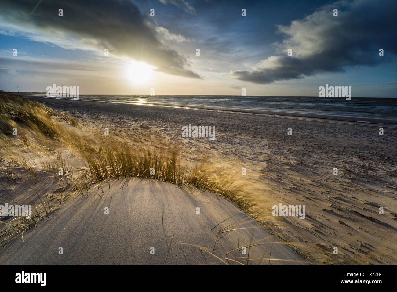 Spiaggia di erba, beachgrass europea, marram erba, psamma, sabbia di mare-reed (Ammophila arenaria), Blatic mare con spiaggia in erba di vento al tramonto, Germania, Meclemburgo-Pomerania, Darss, Prerow Foto Stock