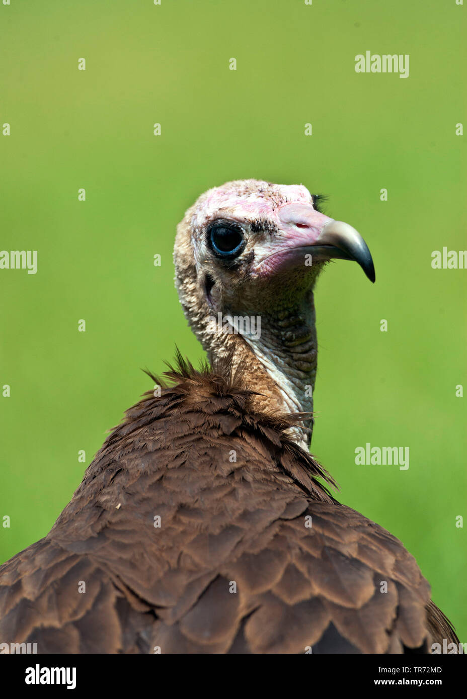 Hooded vulture (Necrosyrtes monachus), ritratto, Gambia Foto Stock