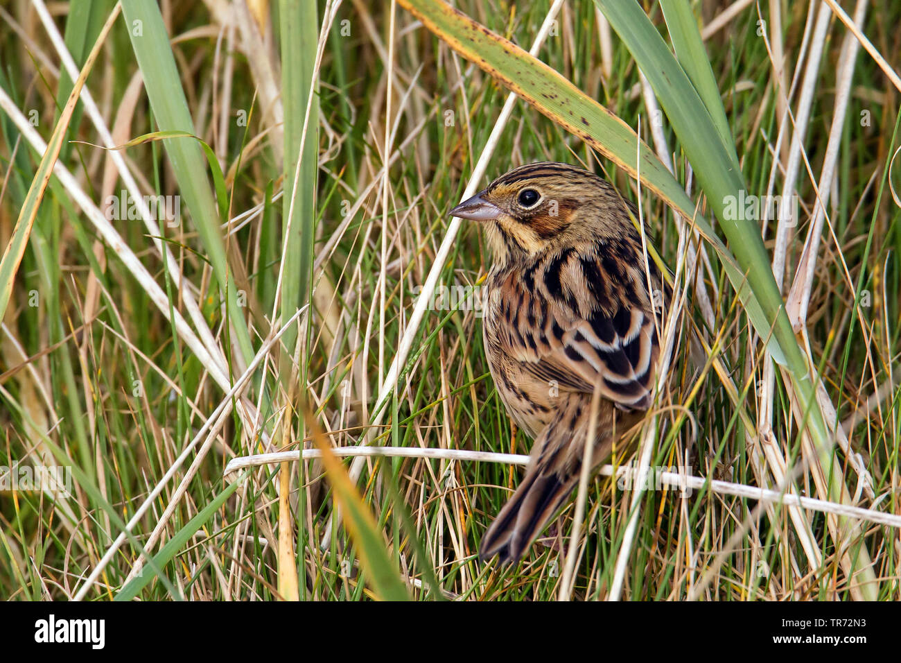 Grigio-incappucciati bunting (Emberiza fucata), rare migrante, Regno Unito, Scozia, isole Shetland, Fair Isle Foto Stock