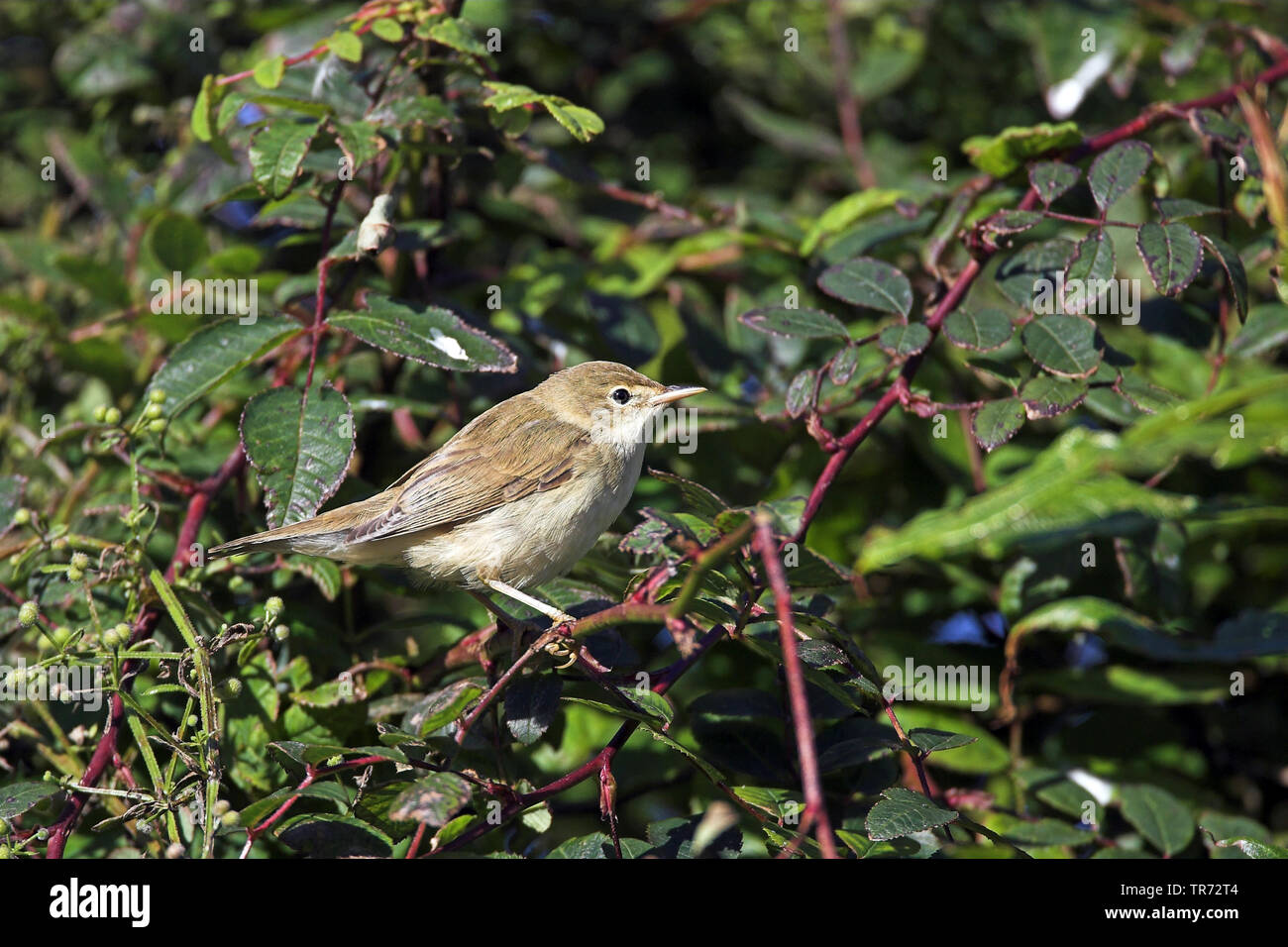 Marsh trillo (Acrocephalus palustris), durante l'autunno migrazione sulle isole Shetland, Regno Unito, Isole Shetland Foto Stock