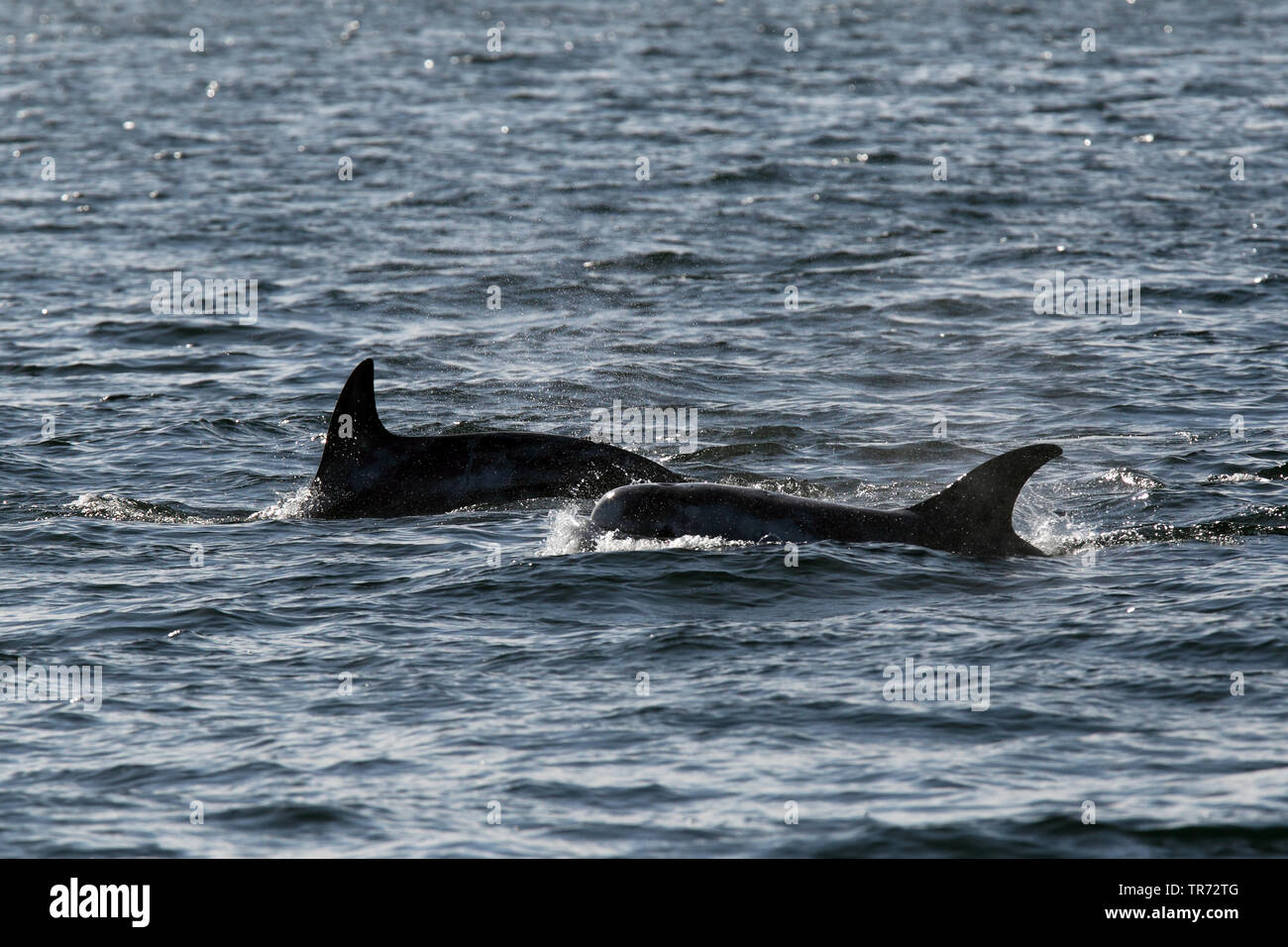 Risso, Dolphin grampus grigio, bianco-guidato grampus (Grampus griseus), nuoto, Regno Unito, Scozia, Isole Shetland Foto Stock