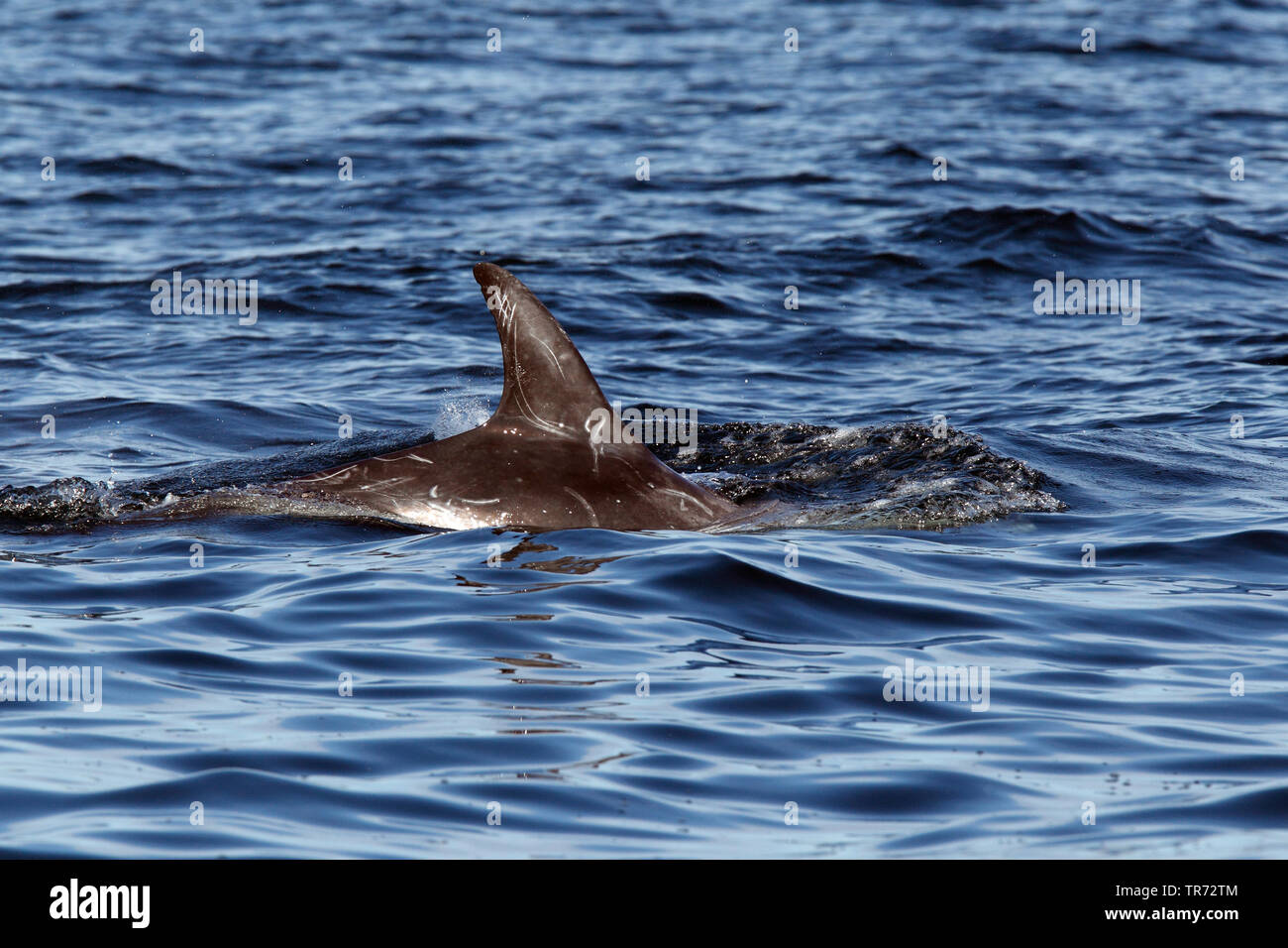 Risso, Dolphin grampus grigio, bianco-guidato grampus (Grampus griseus), nuoto, Regno Unito, Scozia, Isole Shetland Foto Stock