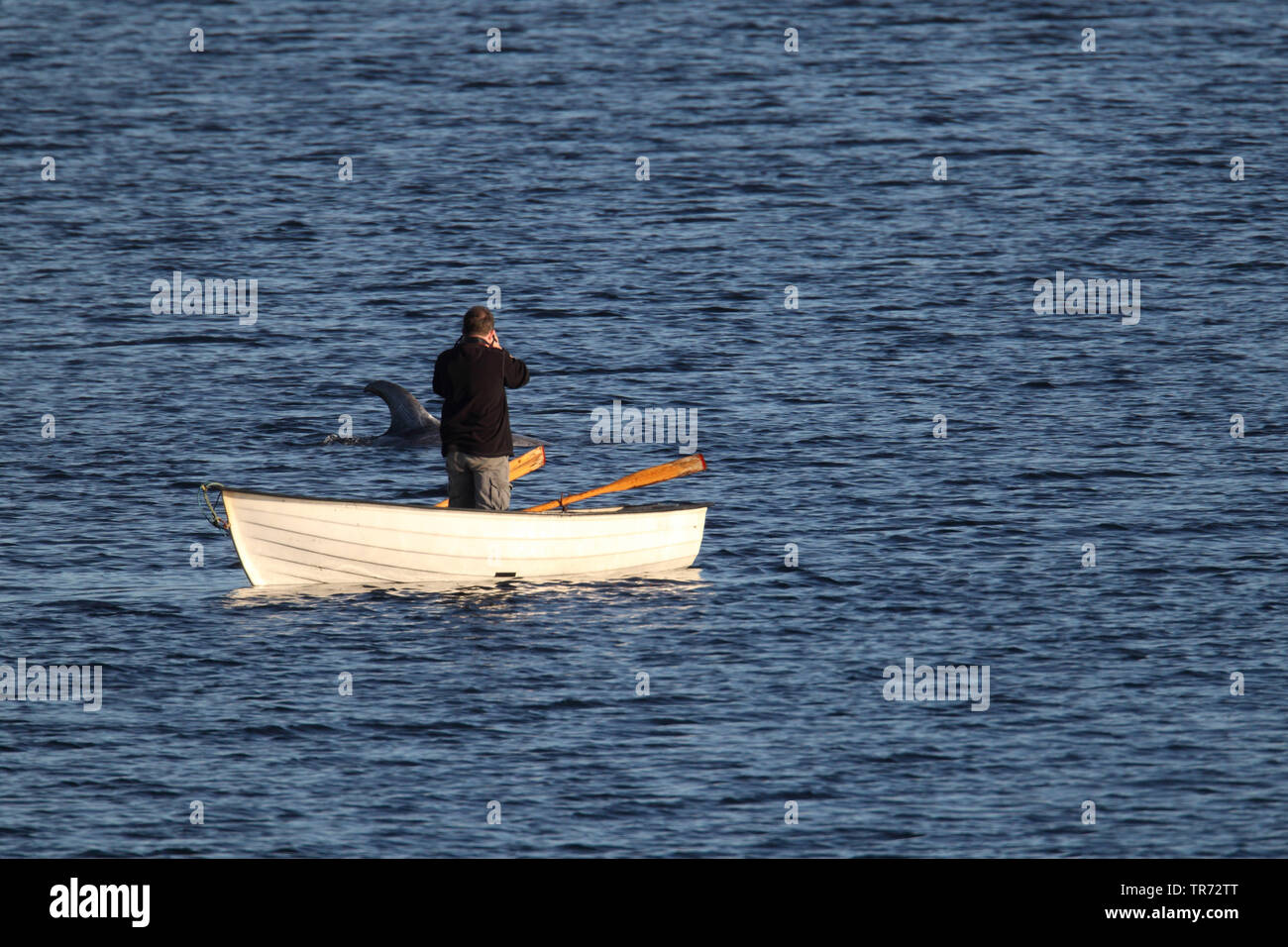 Risso, Dolphin grampus grigio, bianco-guidato grampus (Grampus griseus), nuoto, Regno Unito, Scozia, Isole Shetland Foto Stock