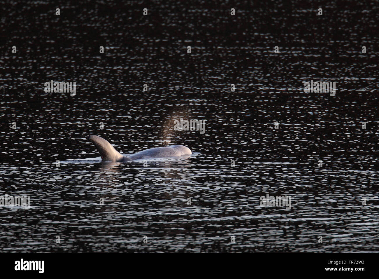 Risso, Dolphin grampus grigio, bianco-guidato grampus (Grampus griseus), nuoto, Regno Unito, Scozia, Isole Shetland Foto Stock
