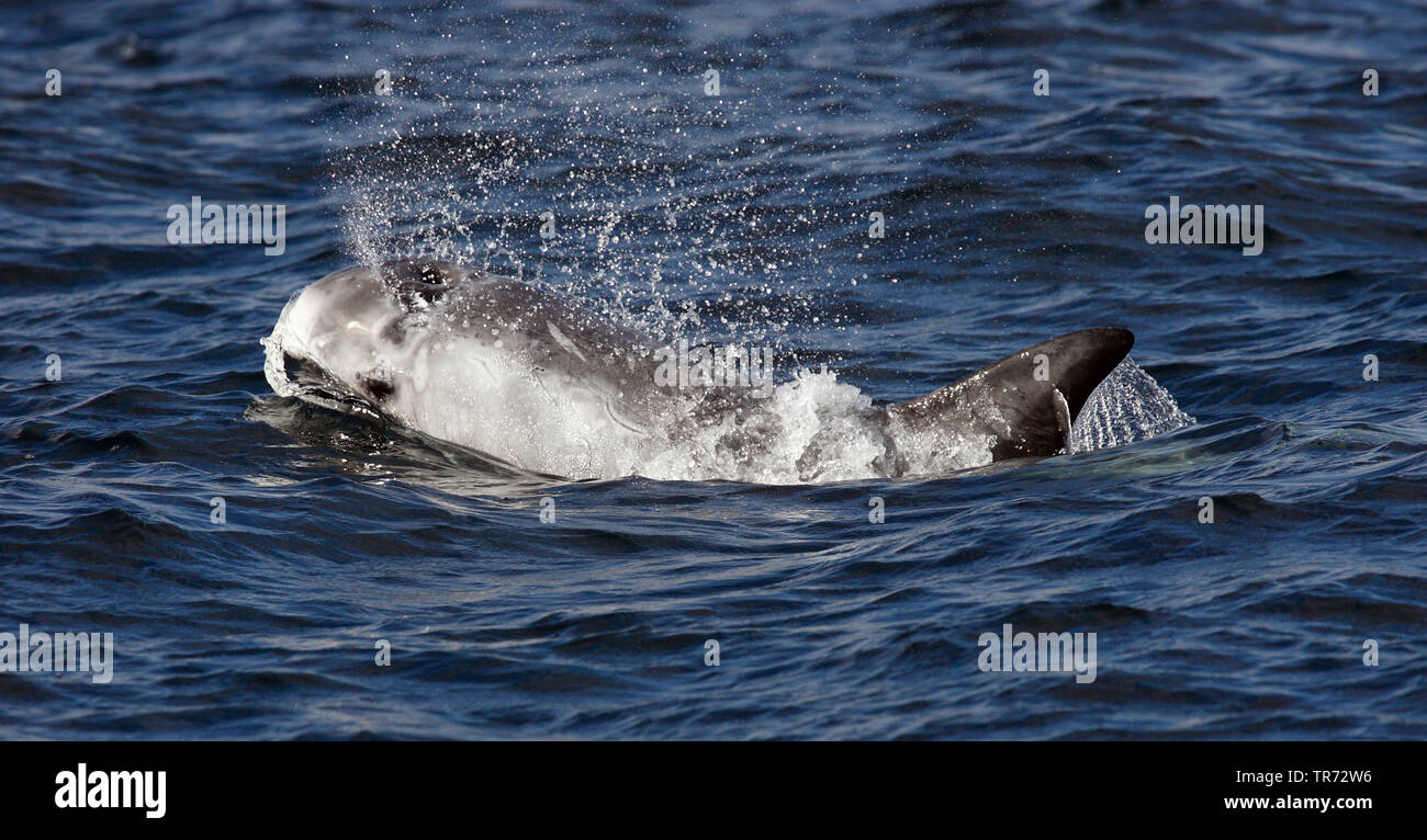 Risso, Dolphin grampus grigio, bianco-guidato grampus (Grampus griseus), nuoto, Regno Unito, Scozia, Isole Shetland Foto Stock