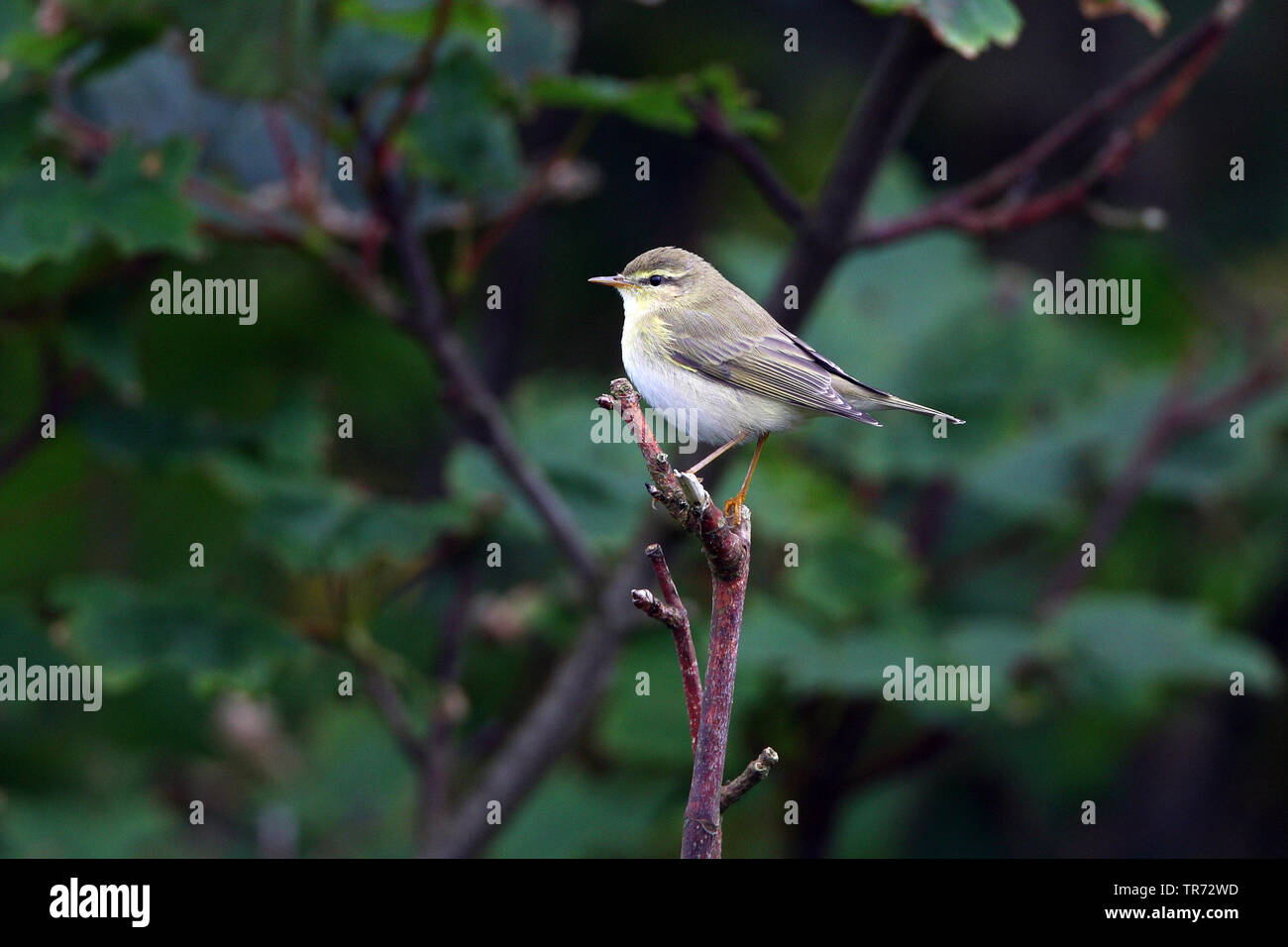 Willow trillo (Phylloscopus trochilus), durante l'autunno migrazione sulle isole Shetland, Regno Unito, Isole Shetland Foto Stock