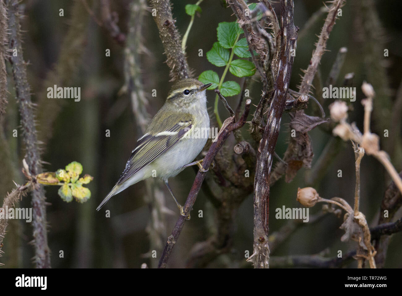 Giallo-browed trillo (Phylloscopus inornatus), durante la fase di migrazione di autunno , Regno Unito Foto Stock