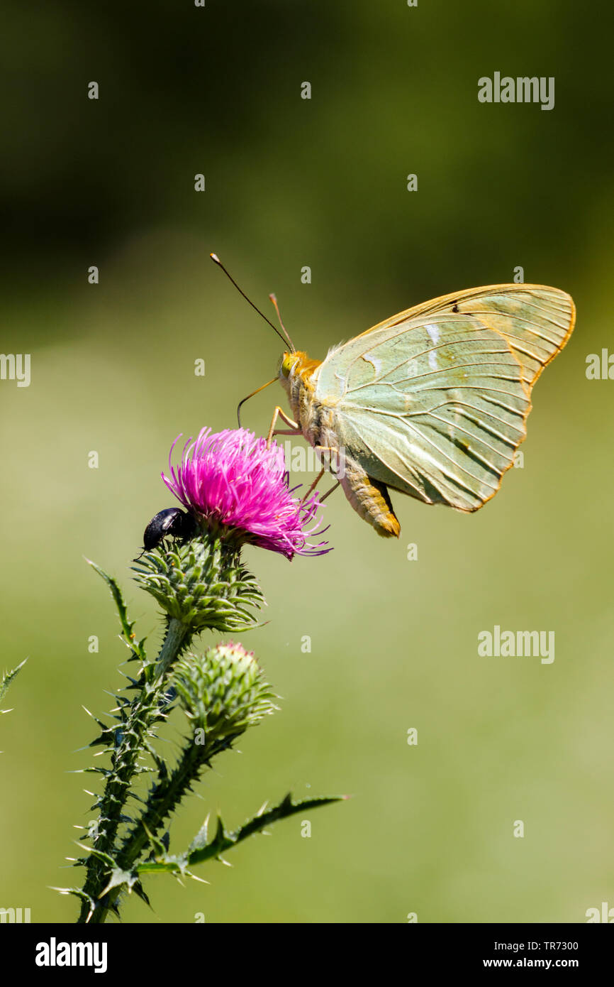 Il cardinale (Argynnis pandora, Pandoriana pandora), su thistle, Ungheria, Buekk Parco Nazionale Foto Stock