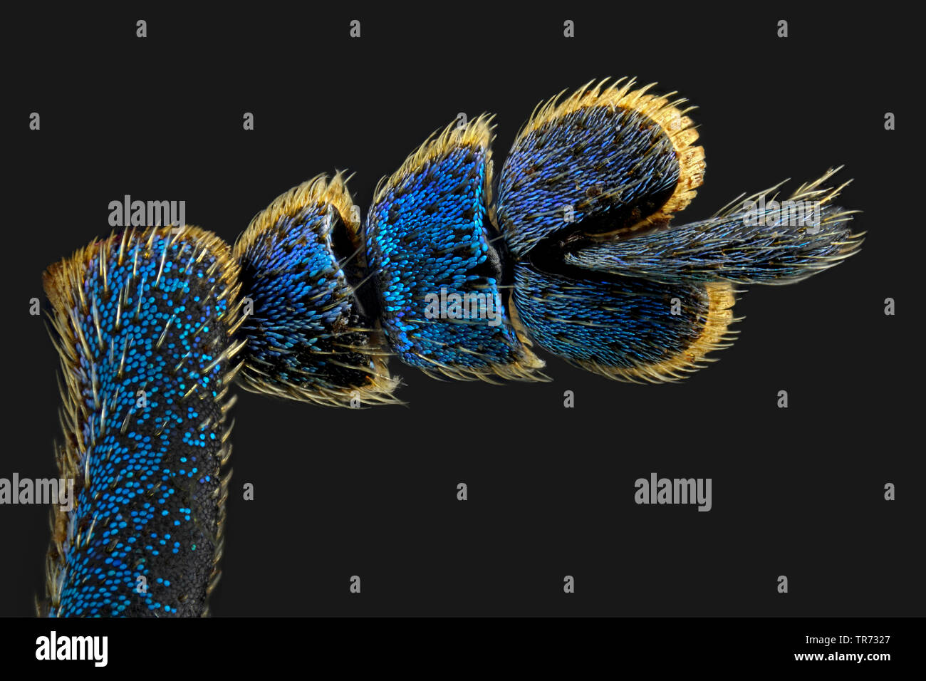 Muso coleotteri, curculioni (Eupholus linnei), piede, macro shot, Germania Foto Stock