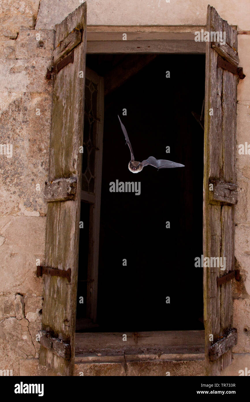 Whiskered bat (Myotis mystacinus), lasciando a casa durante la notte, Paesi Bassi Foto Stock