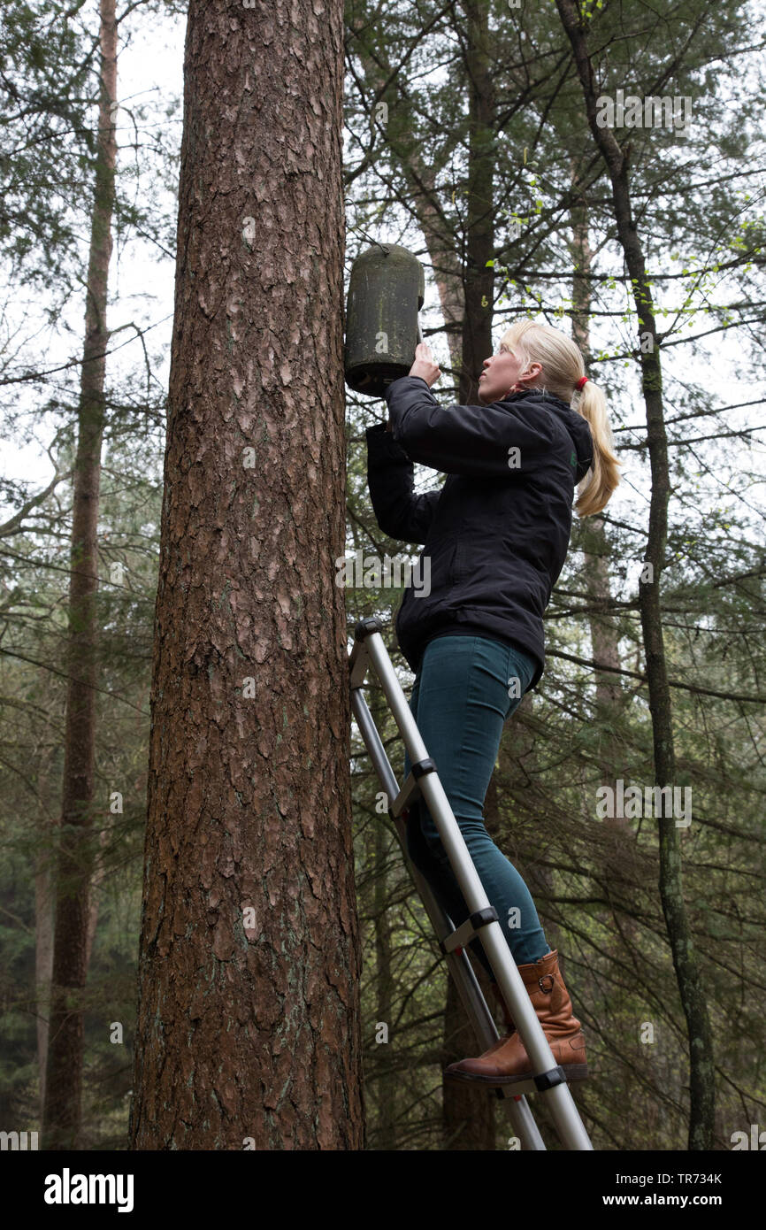 Bat femmina ricercatore si verifica una batbox su un albero, Paesi Bassi Foto Stock