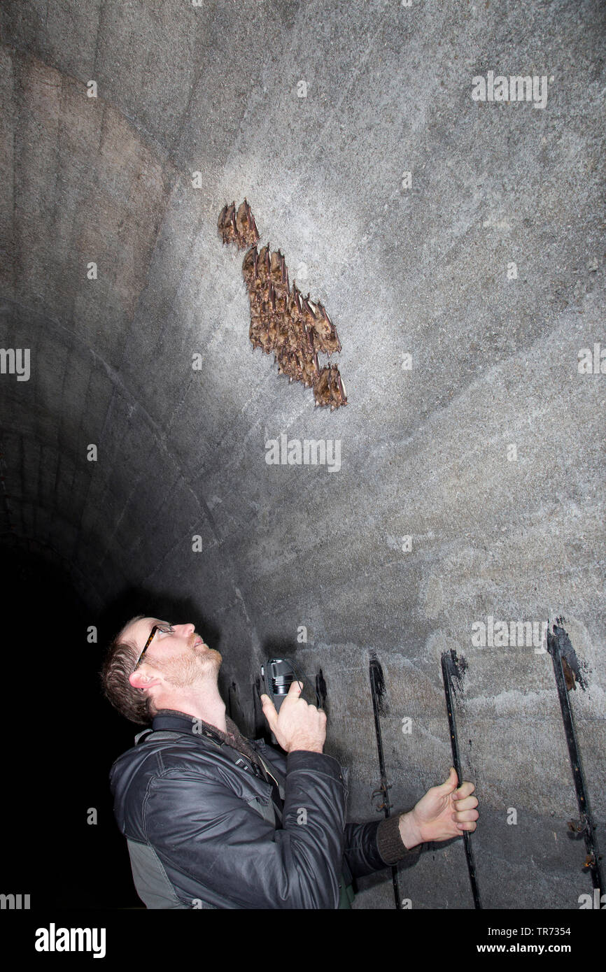 Maggiore Mouse-eared bat, Grandi Mouse-Eared Bat (Myotis myotis), in modalità di ibernazione, Polonia Foto Stock