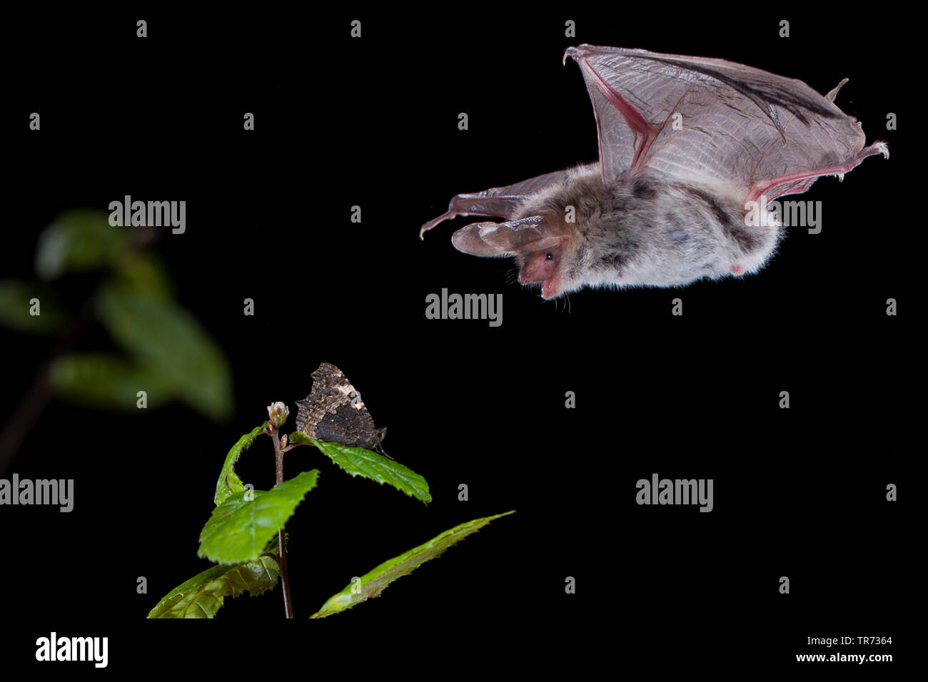 Bechstein bat (Myotis bechsteinii), volare di notte, mirando alla Butterfly, Belgio Foto Stock
