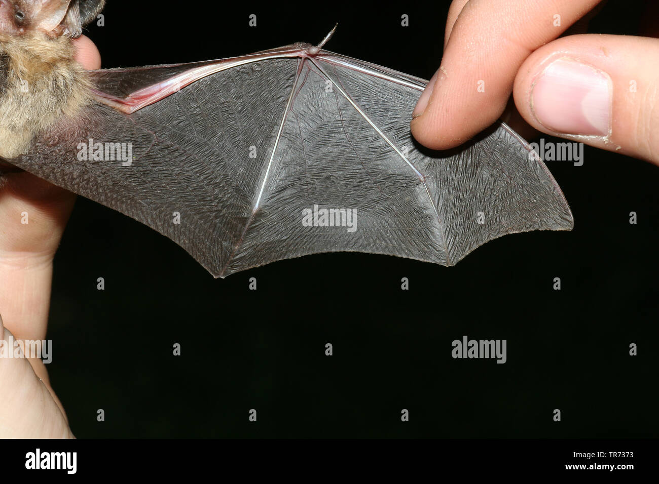 Brown long-eared bat, comune di lungo-eared bat (Plecotus auritus), bat reseracher esamina ala, Paesi Bassi Foto Stock