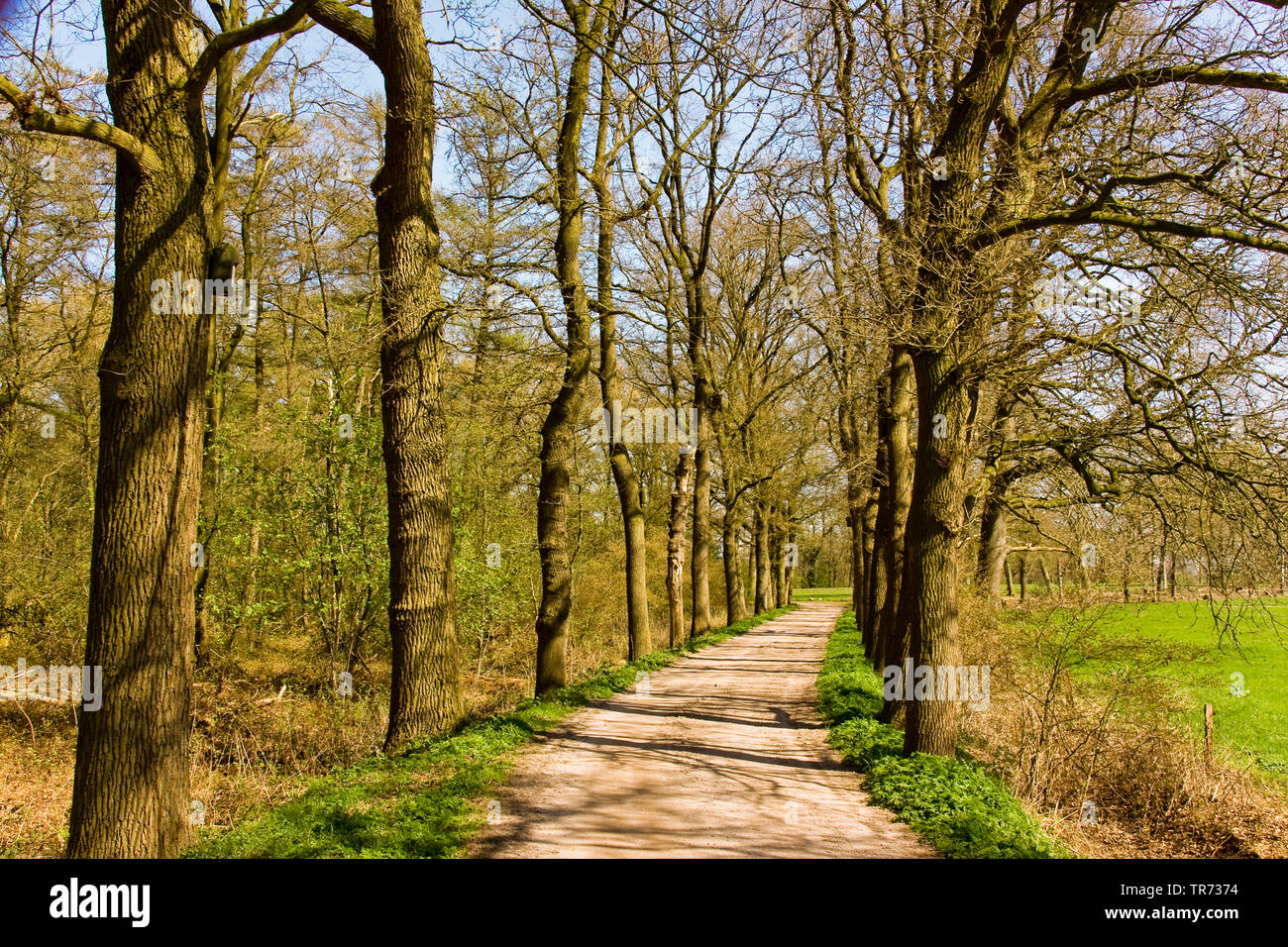 Batbox nella struttura ad albero, Paesi Bassi Foto Stock