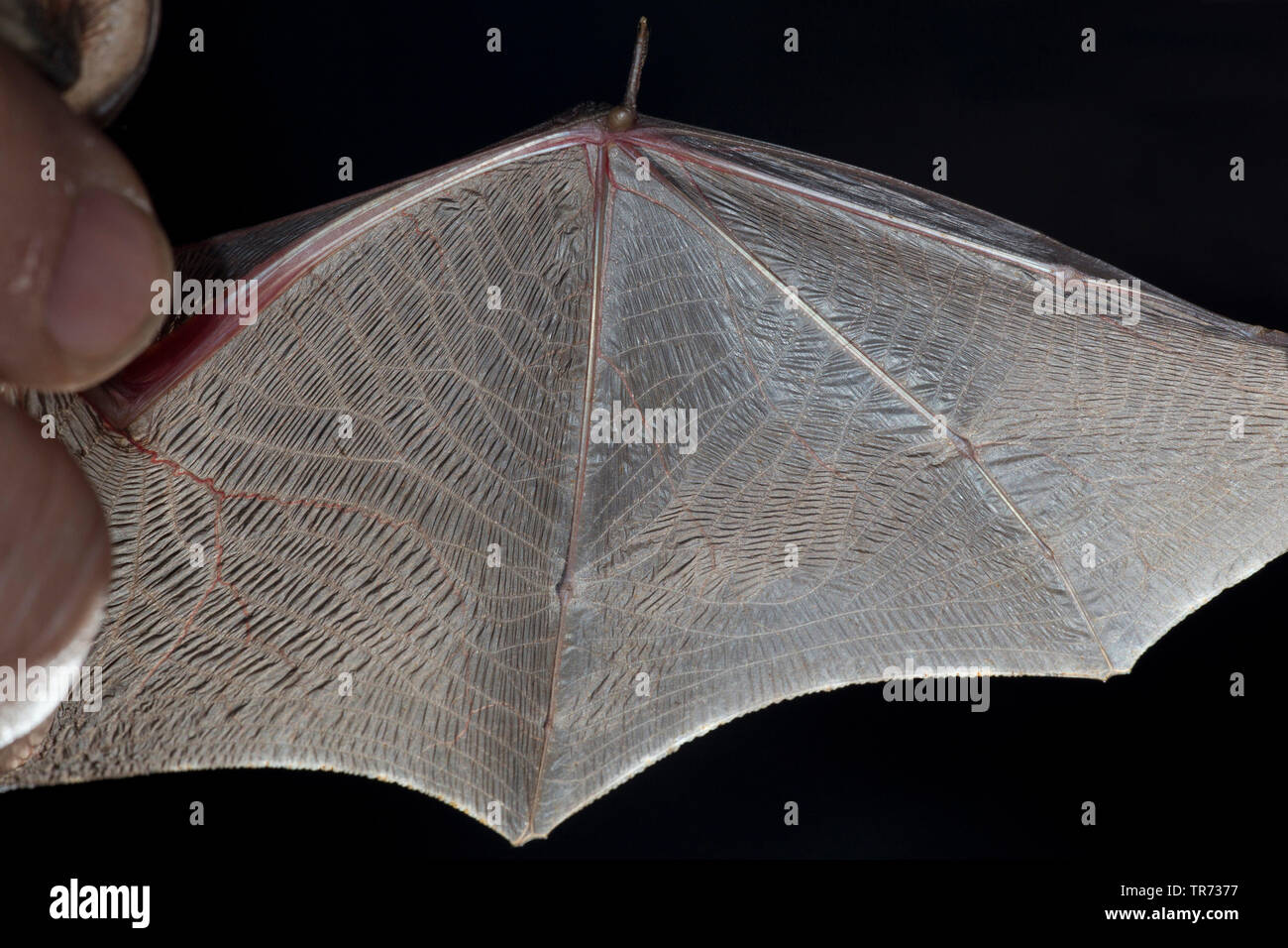 Brown long-eared bat, comune di lungo-eared bat (Plecotus auritus), bat reseracher esamina ala, Paesi Bassi Foto Stock