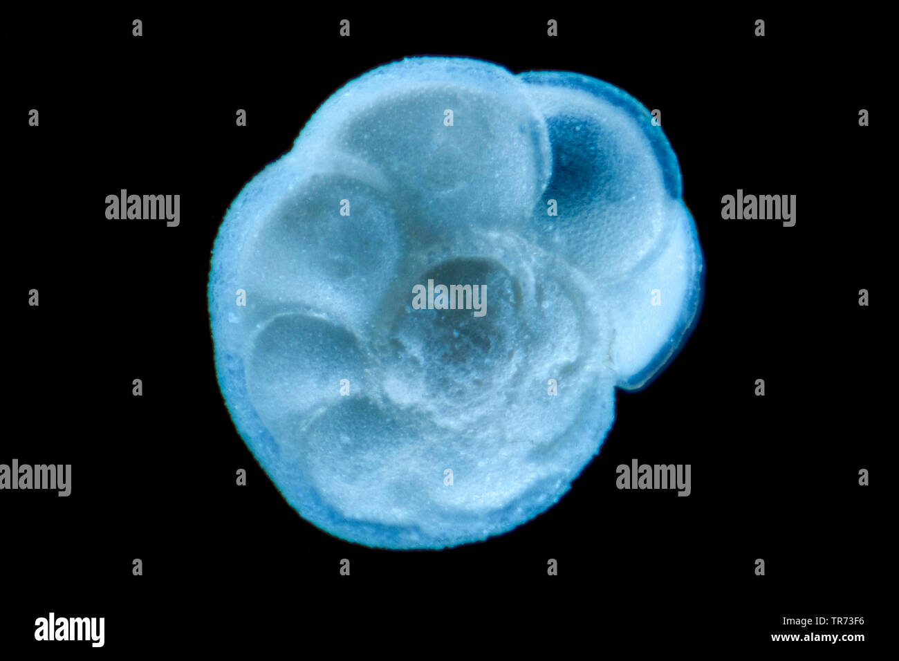 Foraminiferans, forams (Foraminiferida), foram in campo oscuro, Germania Foto Stock