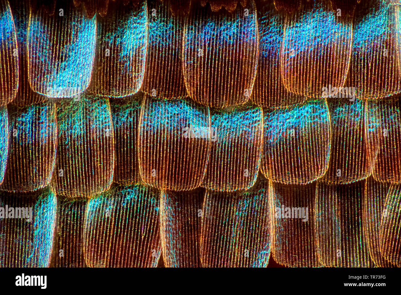 Scale di ala nel campo oscuro Foto Stock