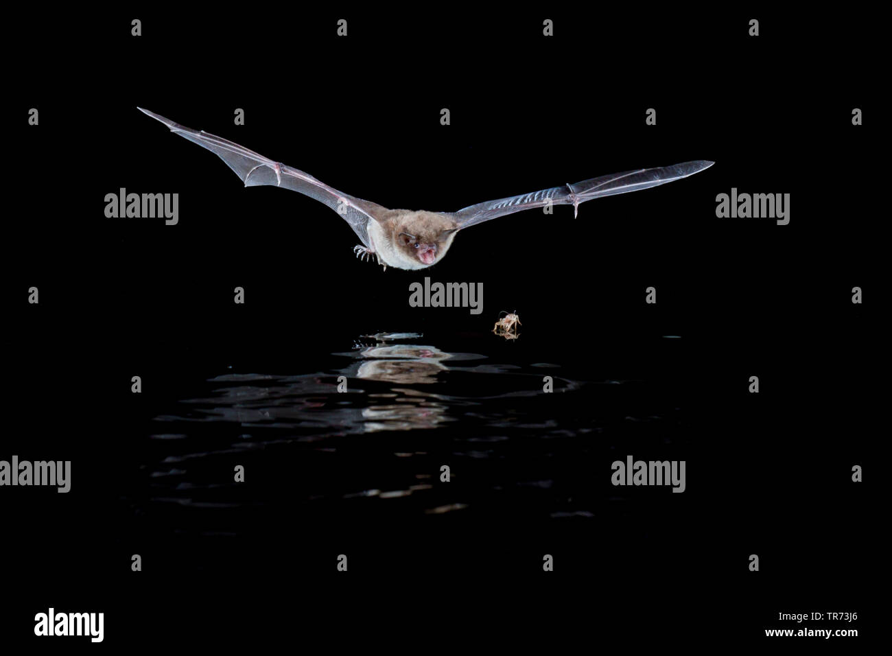 Daubenton bat (Myotis daubentoni, Myotis daubentonii), la caccia di notte in corrispondenza della superficie dell'acqua, Paesi Bassi Foto Stock