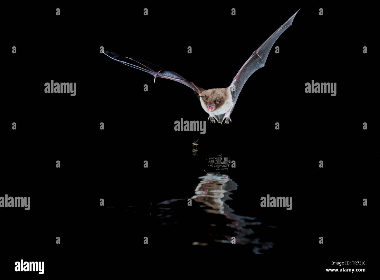 Daubenton bat (Myotis daubentoni, Myotis daubentonii), la caccia di notte in corrispondenza della superficie dell'acqua, Paesi Bassi Foto Stock