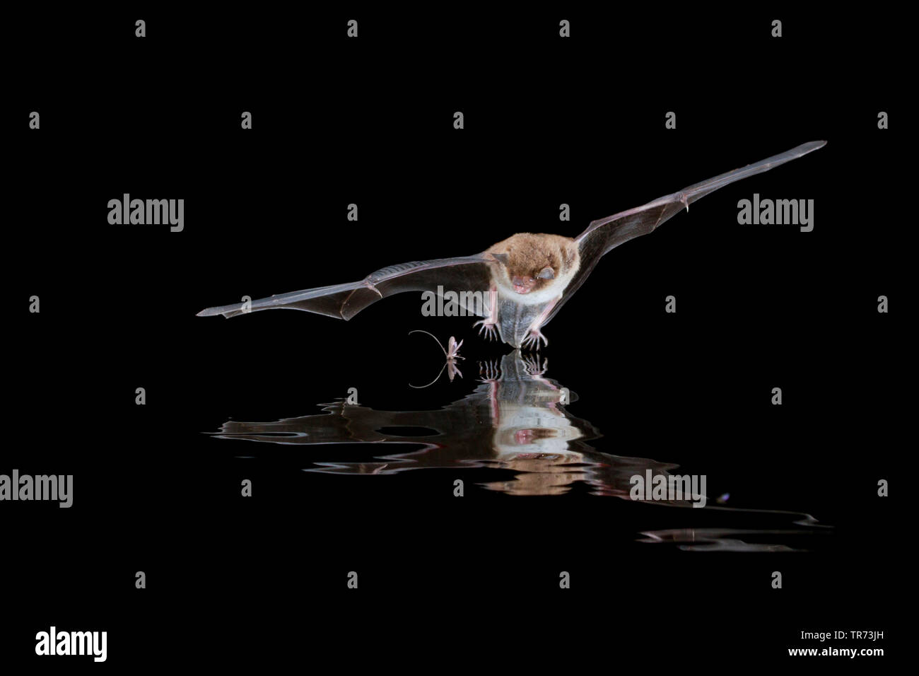 Daubenton bat (Myotis daubentoni, Myotis daubentonii), la caccia di notte in corrispondenza della superficie dell'acqua, Paesi Bassi Foto Stock