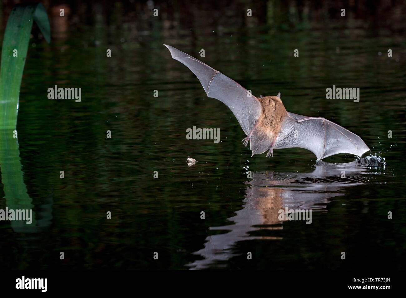 Daubenton bat (Myotis daubentoni, Myotis daubentonii), la caccia di notte in corrispondenza della superficie dell'acqua, Paesi Bassi Foto Stock