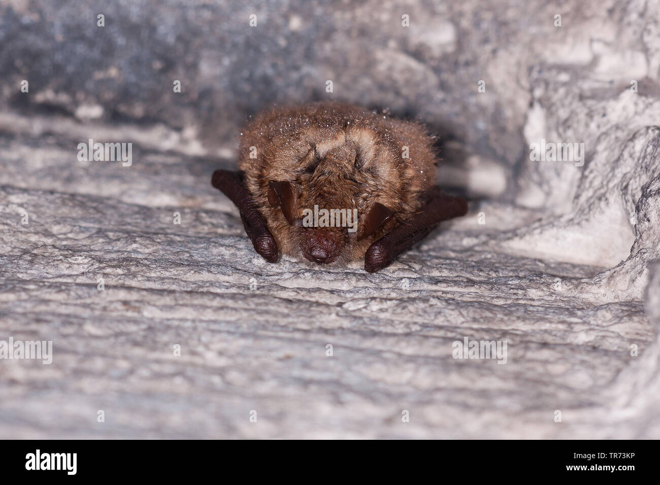 Geoffroy bat (Myotis emarginata, Myotis emarginatus), appeso a una parete, Francia Foto Stock