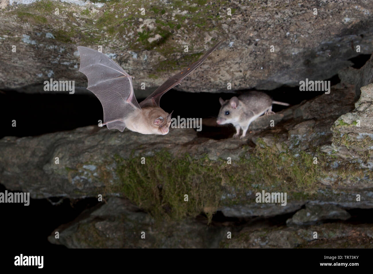 Ferro di cavallo maggiore bat (Rhinolophus ferrumequinum), lasciando grotta, riuniti a strisce campo Mouse, Bulgaria, montagne Rodopi Foto Stock