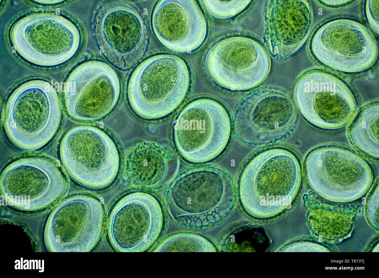 Lily (Lilium spec.), il polline di un giglio, un microscopio a contrasto di fase, x 100, Germania Foto Stock