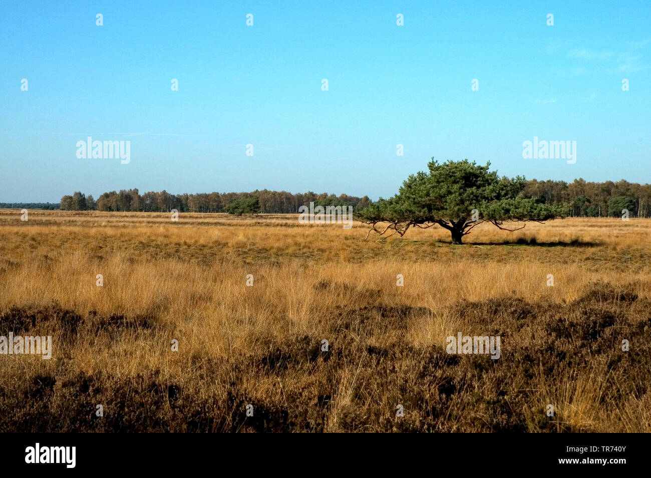 Strabrechtse heide Nederland, Paesi Bassi, Noord-Brabant Foto Stock