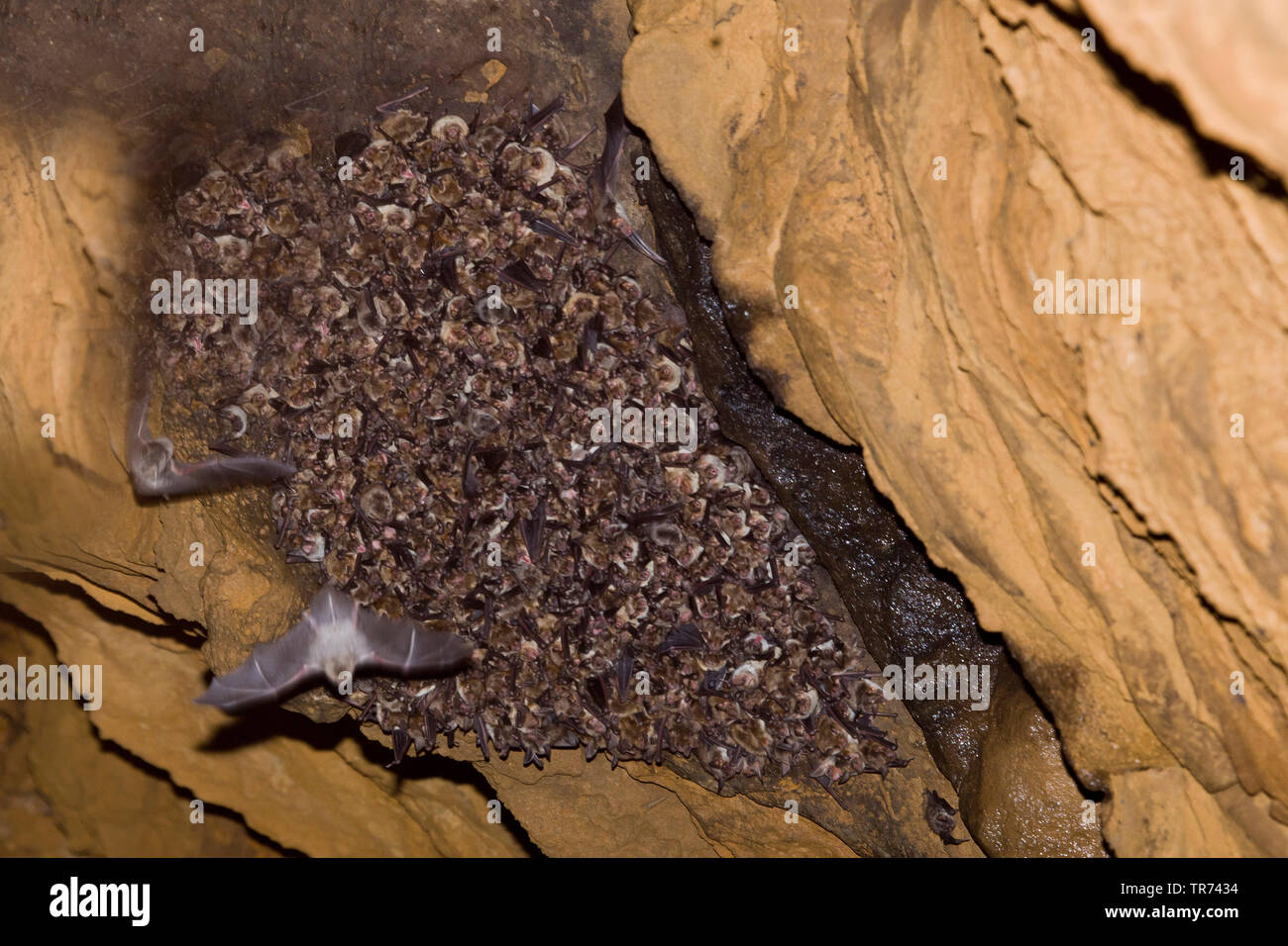 Maggiore Mouse-eared bat, Grandi Mouse-Eared Bat (Myotis myotis), nella colonia materny, Francia Foto Stock