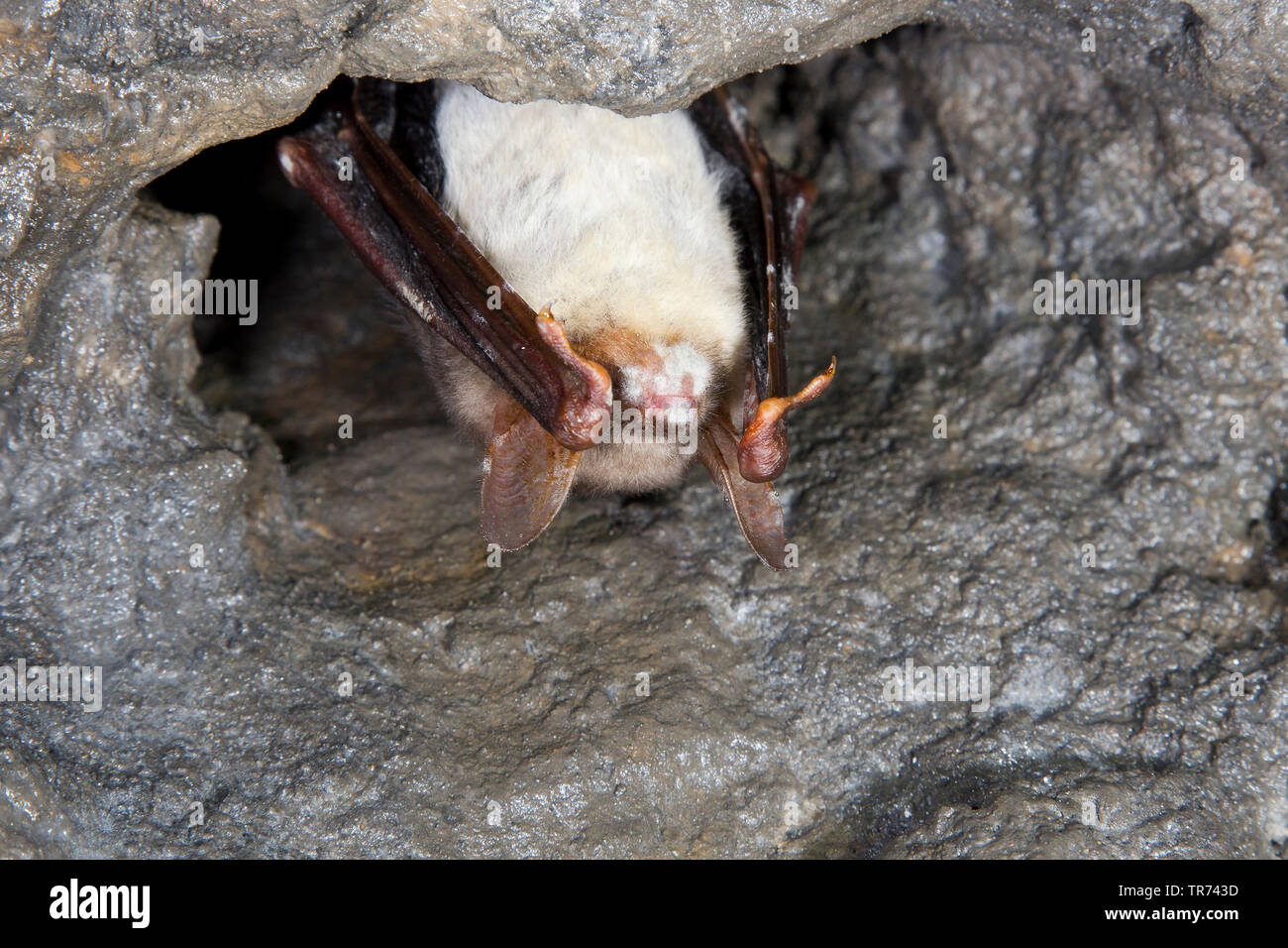 Maggiore Mouse-eared bat, Grandi Mouse-Eared Bat (Myotis myotis), in modalità di ibernazione, bianco con sindrome del naso, Germania Foto Stock