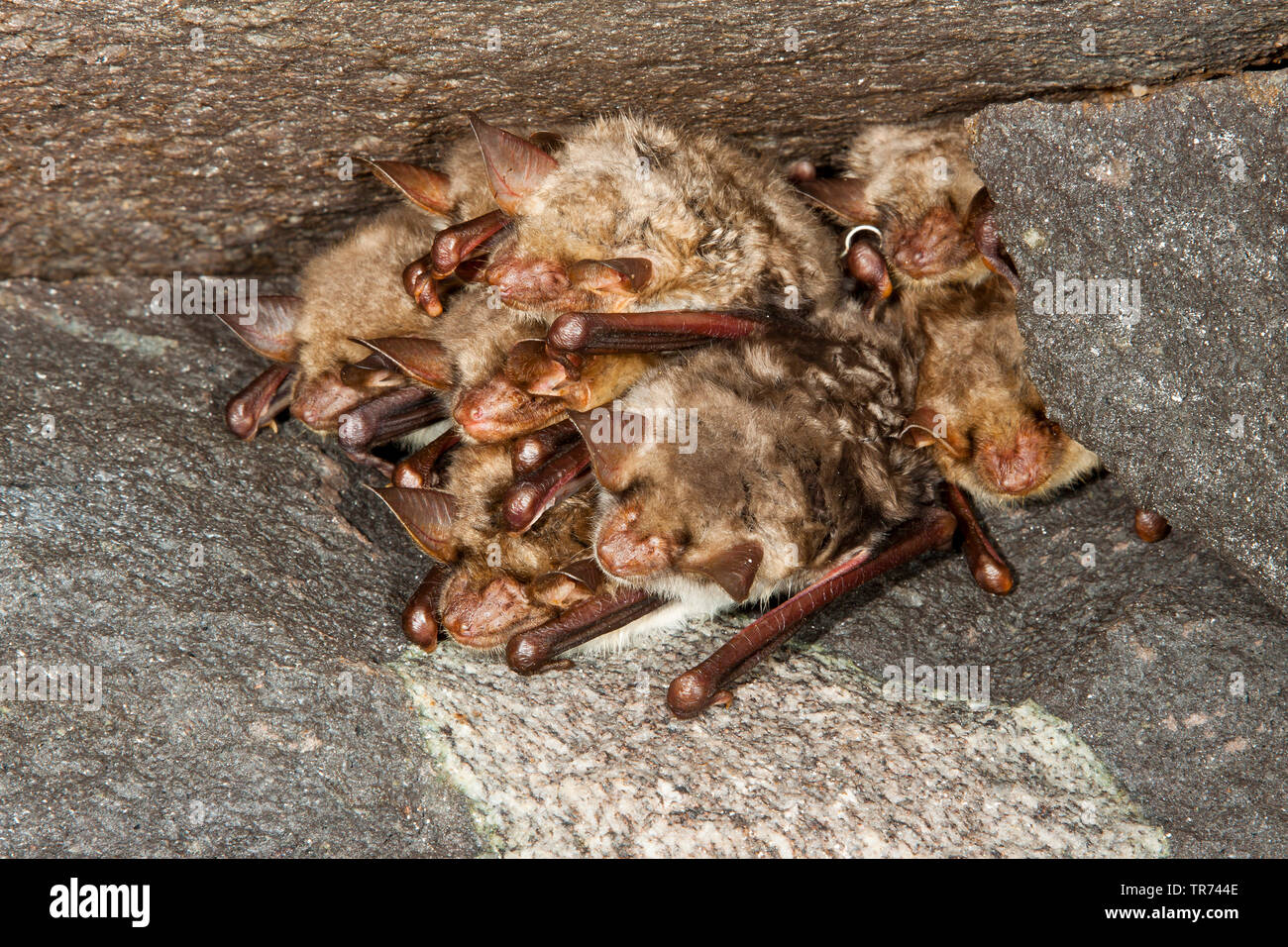 Maggiore Mouse-eared bat, Grandi Mouse-Eared Bat (Myotis myotis), dormendo maggiore Mouse-eared pipistrelli appesi a capofitto in una grotta, Germania Foto Stock
