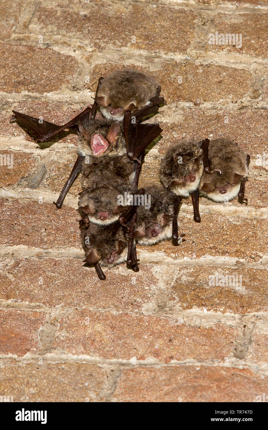 Natterer bat (Myotis nattereri), gruppo appeso a una parete, Paesi Bassi Foto Stock