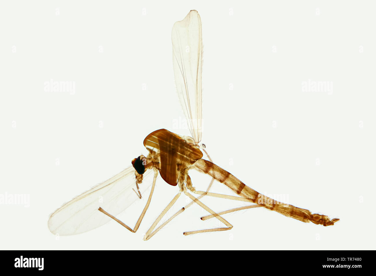 Vero vola (Brachycera (Diptera)), volare, x 10, GERMANIA Foto Stock