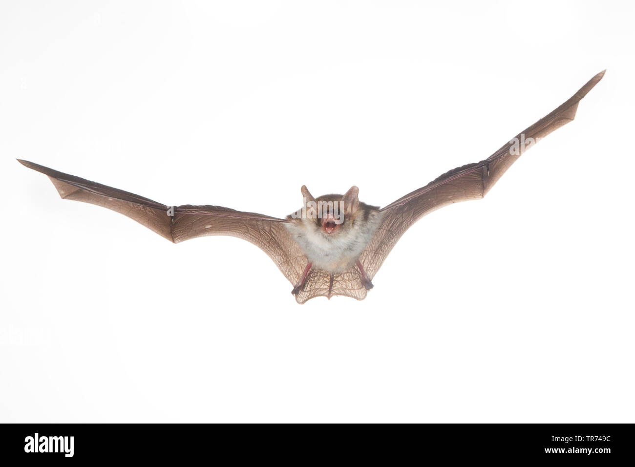 Natterer bat (Myotis nattereri), volare, intaglio, Paesi Bassi Foto Stock