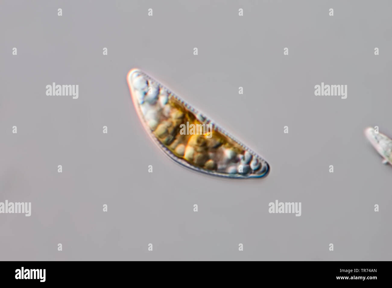 (Diatomee Diatomeae), diatomee vivente da ovest dell'Islanda, in Differential Interference Contrast, x 220, Islanda Foto Stock
