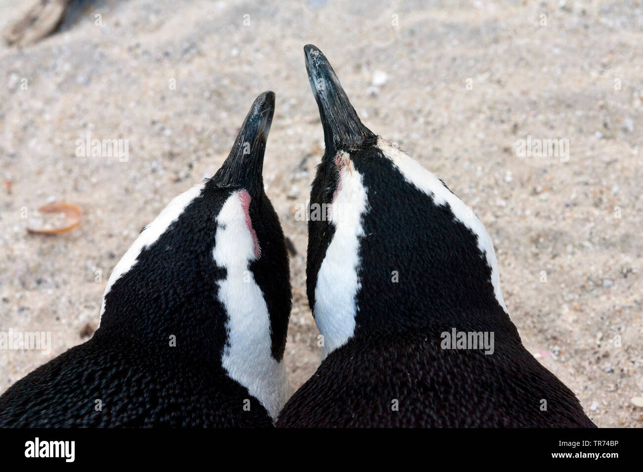 Jackass penguin, African penguin, nero-footed penguin (Spheniscus demersus), Sud Africa, Boulders Beach Foto Stock