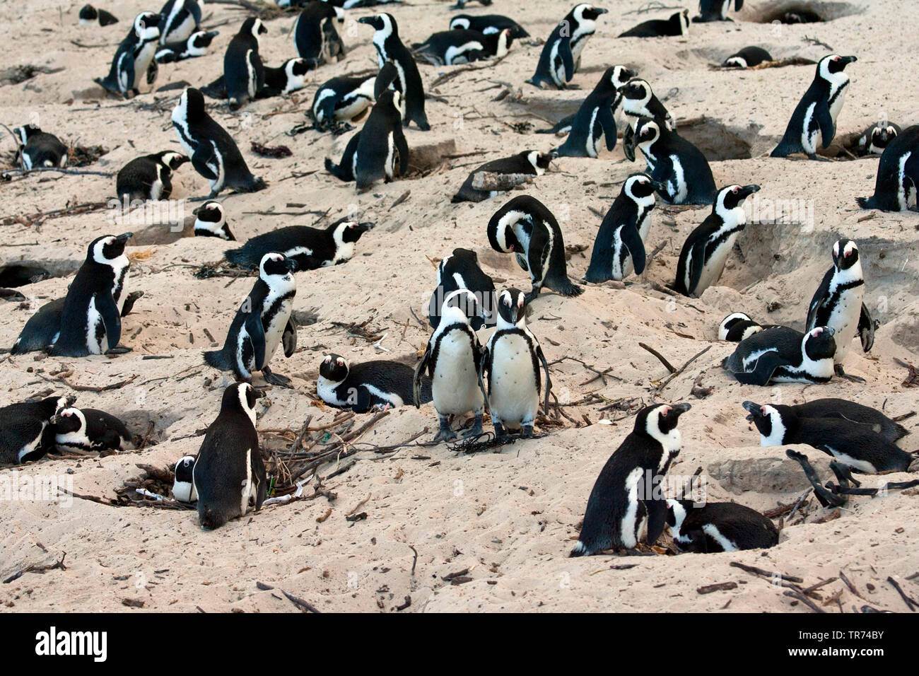 Jackass penguin, African penguin, nero-footed penguin (Spheniscus demersus), Colonia, Sud Africa, Boulders Beach Foto Stock