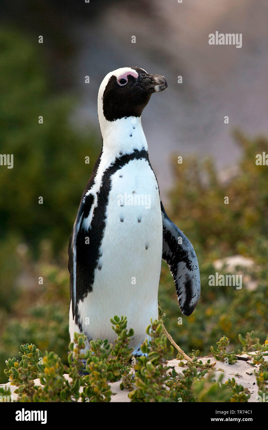 Jackass penguin, African penguin, nero-footed penguin (Spheniscus demersus), Sud Africa, Boulders Beach Foto Stock