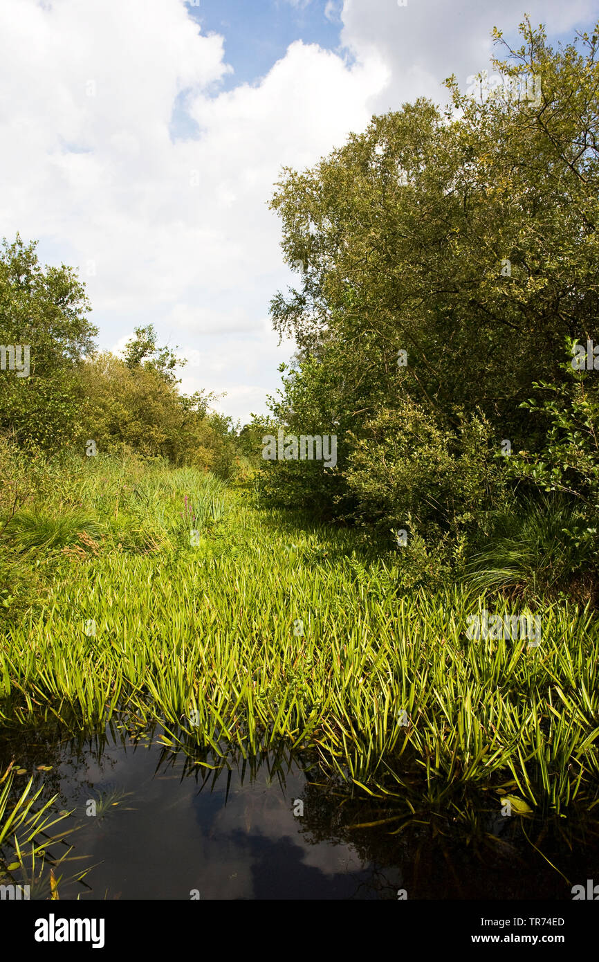 Il granchio-artiglio, acqua-soldato (Stratiotes aloides), chanel una barca, Paesi Bassi, Weerribben-Wieden Parco Nazionale Foto Stock