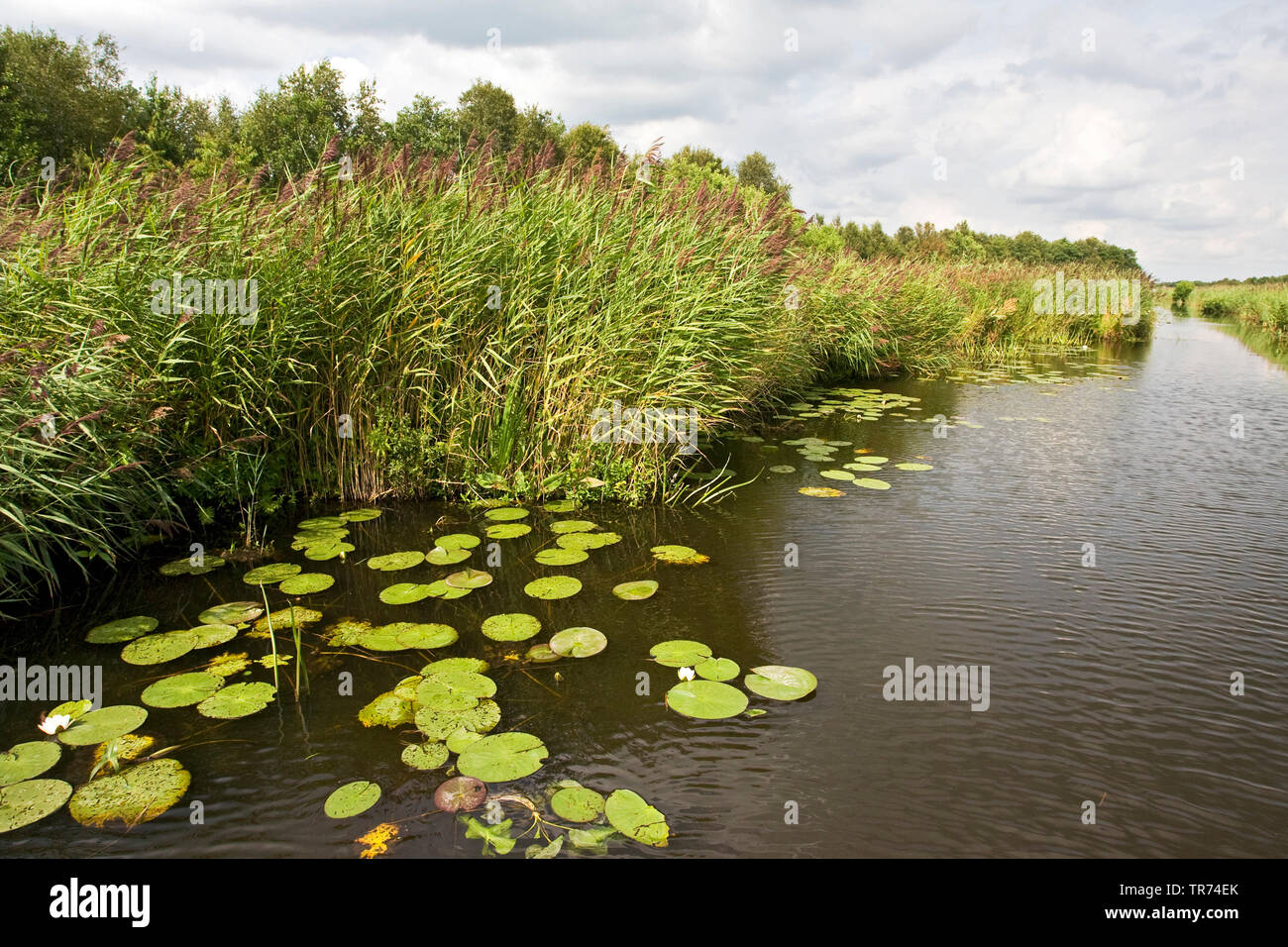 Ninfea bianca, white pond lily (Nymphaea alba), in un fosso, Paesi Bassi, Weerribben-Wieden National Park, Overijssel Foto Stock