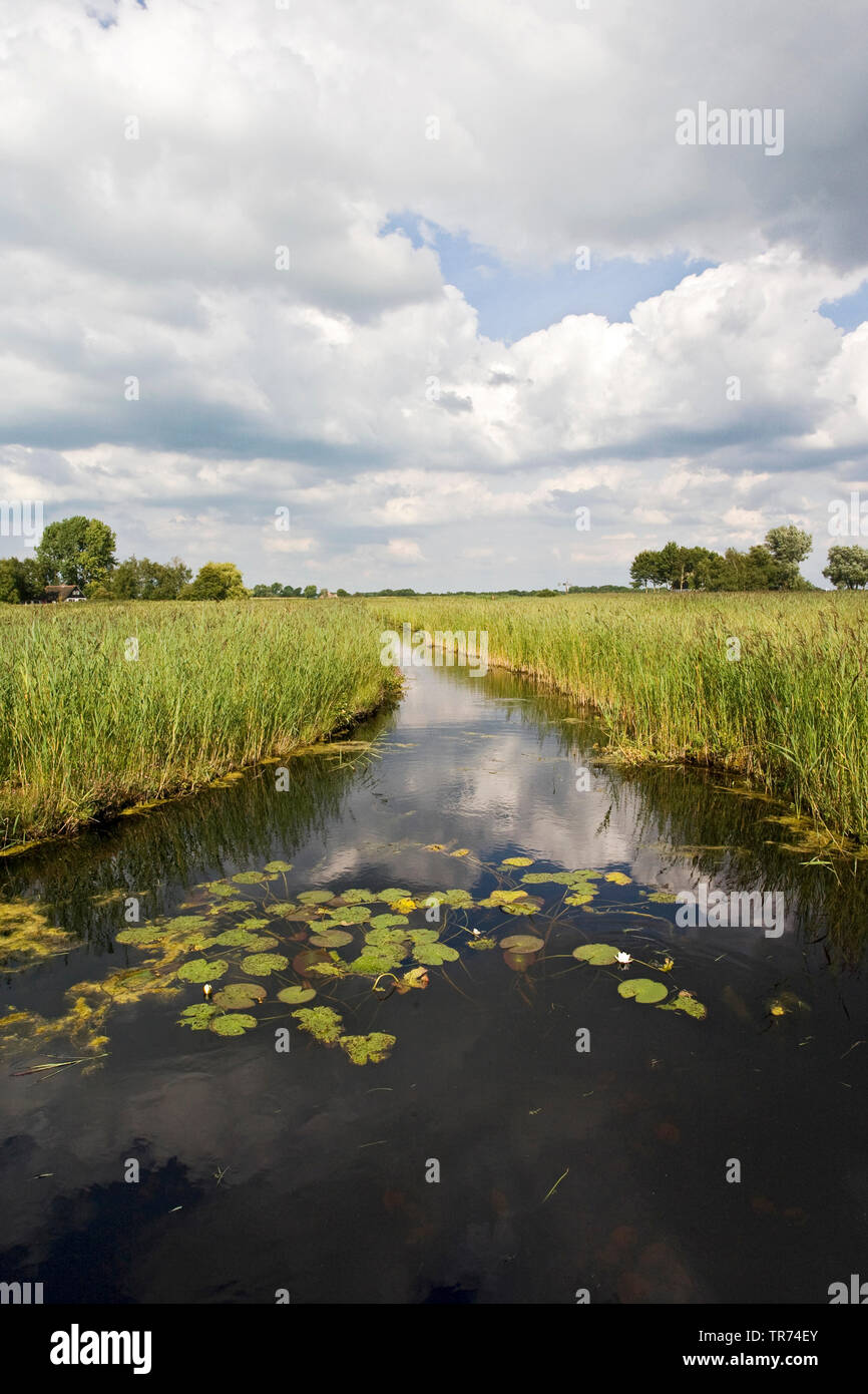 Ninfea bianca, white pond lily (Nymphaea alba), in un fosso, Paesi Bassi, Weerribben-Wieden National Park, Overijssel Foto Stock