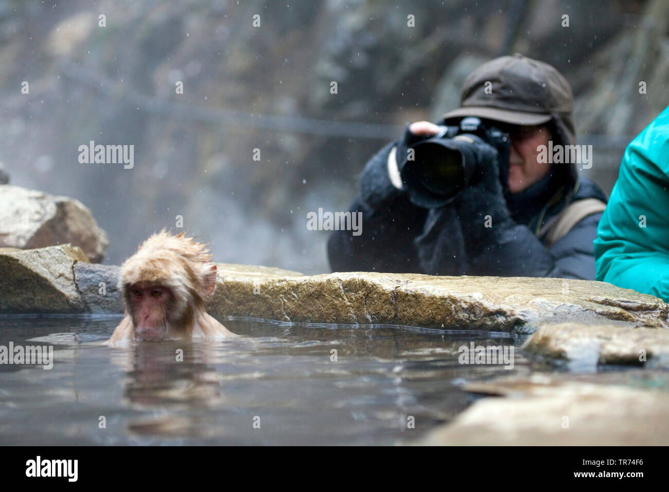 Macaque giapponese, neve di scimmia (Macaca fuscata), fotografo di prendere foto di scimmia in acqua, Giappone, Hokkaido Foto Stock